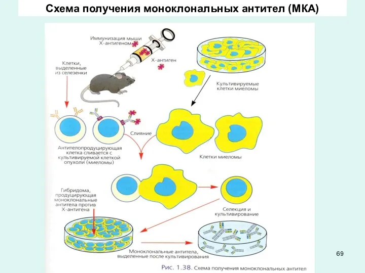 Схема получения моноклональных антител (МКА)