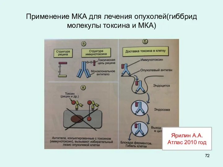 Применение МКА для лечения опухолей(гиббрид молекулы токсина и МКА) Ярилин А.А. Атлас 2010 год