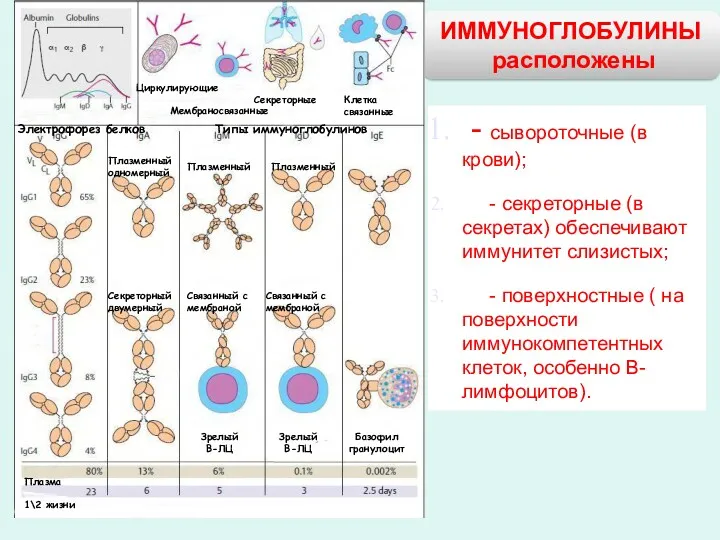 ИММУНОГЛОБУЛИНЫ расположены Электрофорез белков Типы иммуноглобулинов Циркулирующие Мембраносвязанные Секреторные Клетка