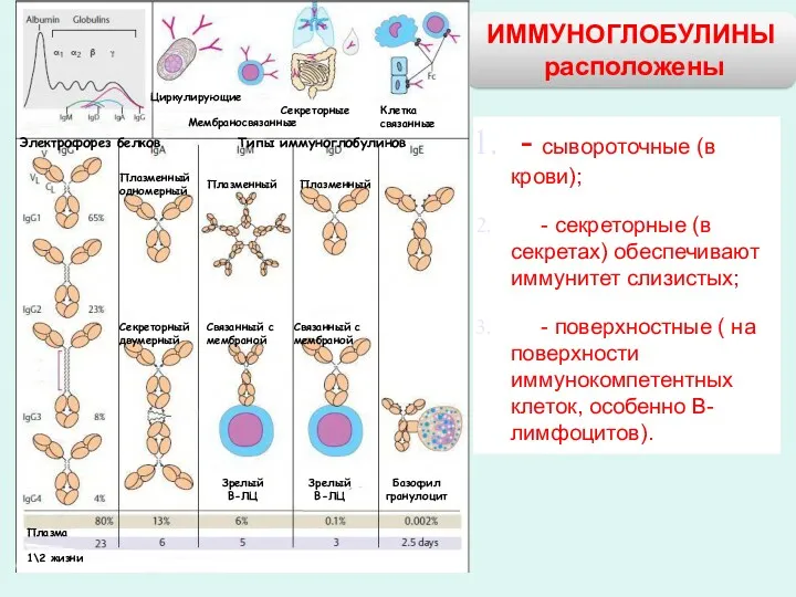 ИММУНОГЛОБУЛИНЫ расположены Электрофорез белков Типы иммуноглобулинов Циркулирующие Мембраносвязанные Секреторные Клетка связанные Плазменный одномерный