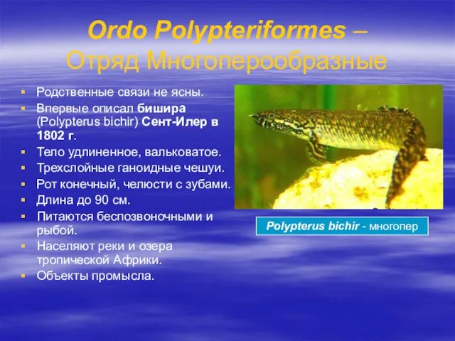 Ordo Polypteriformes – Отряд Многоперообразные Родственные связи не ясны. Впервые