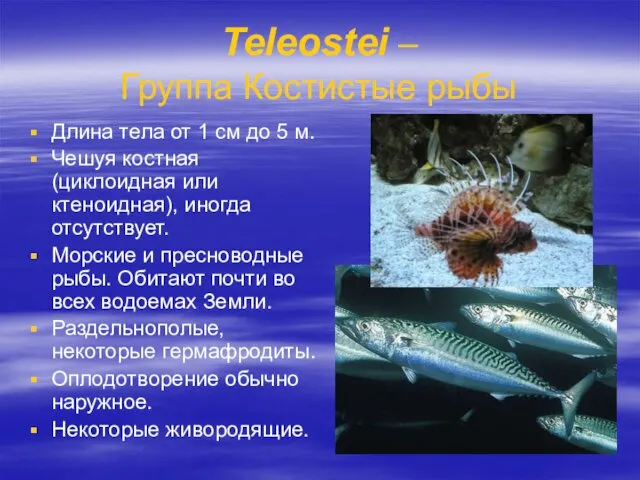 Teleostei – Группа Костистые рыбы Длина тела от 1 см