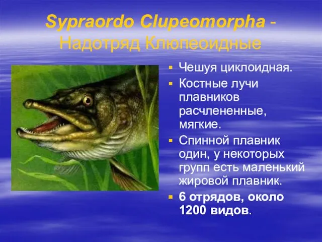 Sypraordo Clupeomorpha - Надотряд Клюпеоидные Чешуя циклоидная. Костные лучи плавников