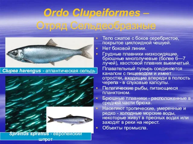 Ordo Clupeiformes – Отряд Сельдеобразные Тело сжатое с боков серебристое,