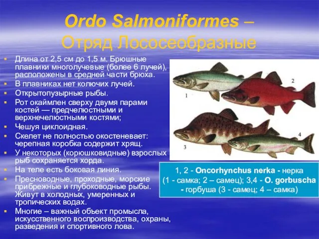 Ordo Salmoniformes – Отряд Лососеобразные Длина от 2,5 см до