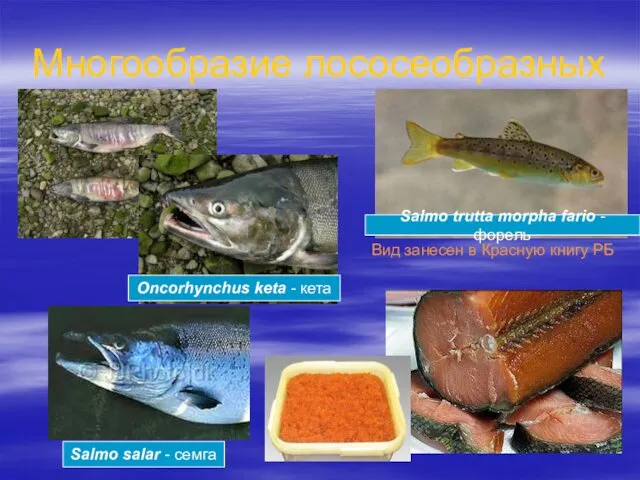 Многообразие лососеобразных Вид занесен в Красную книгу РБ Salmo salar