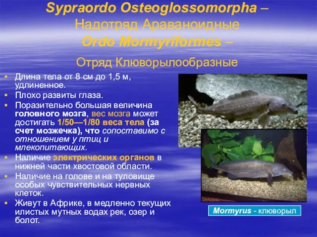 Sypraordo Osteoglossomorpha – Надотряд Араваноидные Ordo Mormyriformes – Отряд Клюворылообразные