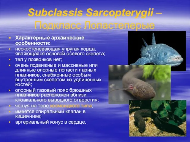 Subсlassis Sarcopterygii – Подкласс Лопастеперые Характерные архаические особенности: неокостеневающая упругая
