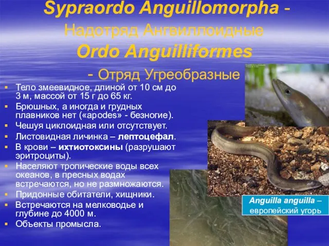Sypraordo Anguillomorpha - Надотряд Ангвиллоидные Ordo Anguilliformes - Отряд Угреобразные