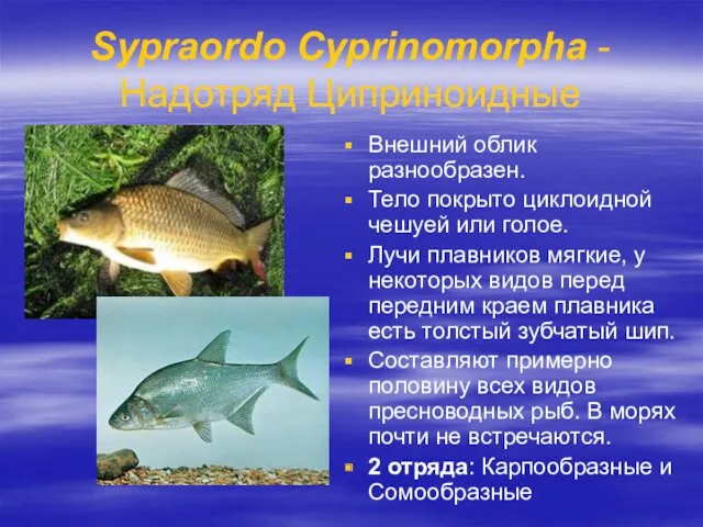 Sypraordo Cyprinomorpha - Надотряд Циприноидные Внешний облик разнообразен. Тело покрыто