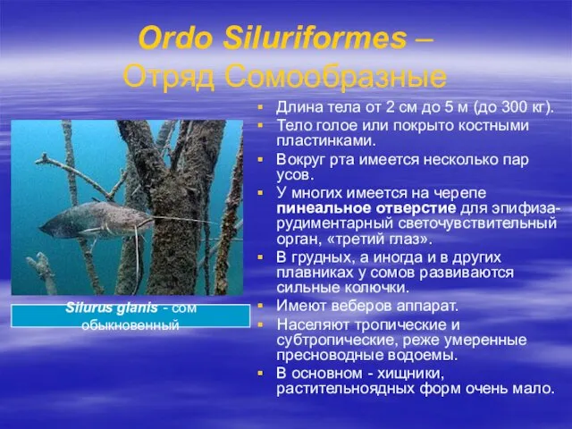 Ordo Siluriformes – Отряд Сомообразные Длина тела от 2 см