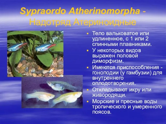 Sypraordo Atherinomorpha - Надотряд Атериноидные Тело вальковатое или удлиненное, с