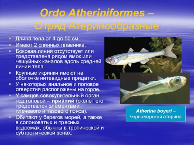 Ordo Atheriniformes – Отряд Атеринообразные Длина тела от 4 до
