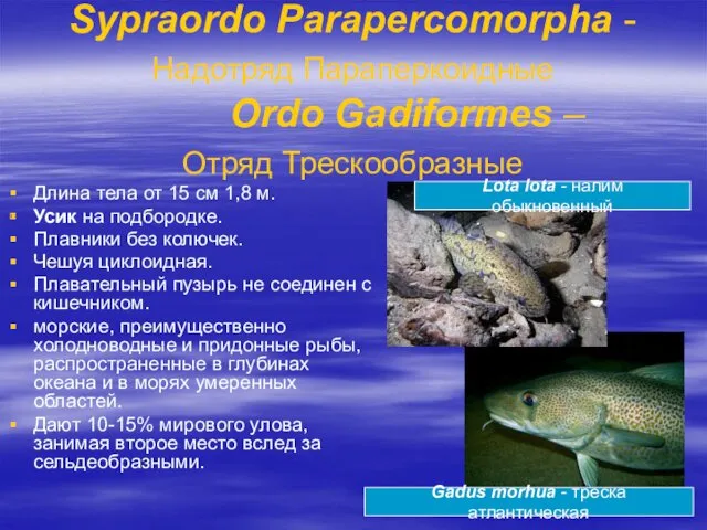 Sypraordo Parapercomorpha - Надотряд Параперкоидные Ordo Gadiformes – Отряд Трескообразные