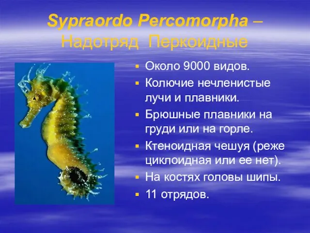 Sypraordo Percomorpha – Надотряд Перкоидные Около 9000 видов. Колючие нечленистые