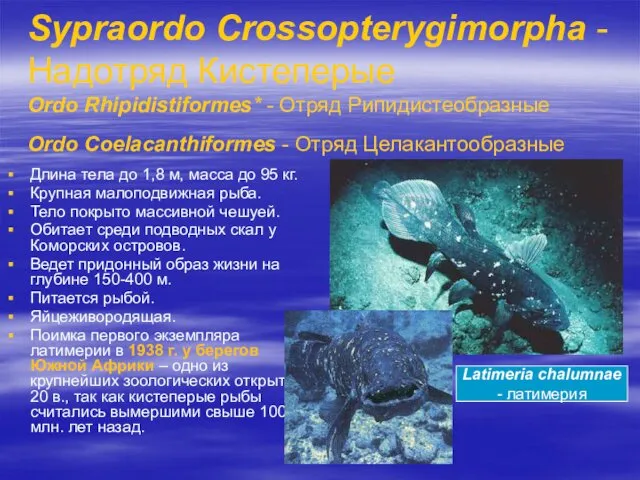 Sypraordo Crossopterygimorpha - Надотряд Кистеперые Ordo Rhipidistiformes* - Отряд Рипидистеобразные