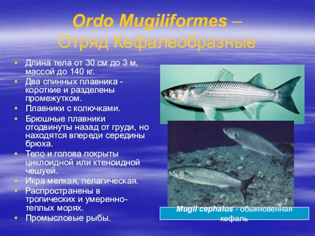 Ordo Mugiliformes – Отряд Кефалеобразные Длина тела от 30 см