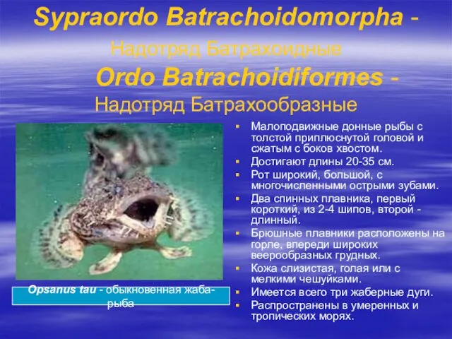 Sypraordo Batrachoidomorpha - Надотряд Батрахоидные Ordo Batrachoidiformes - Надотряд Батрахообразные