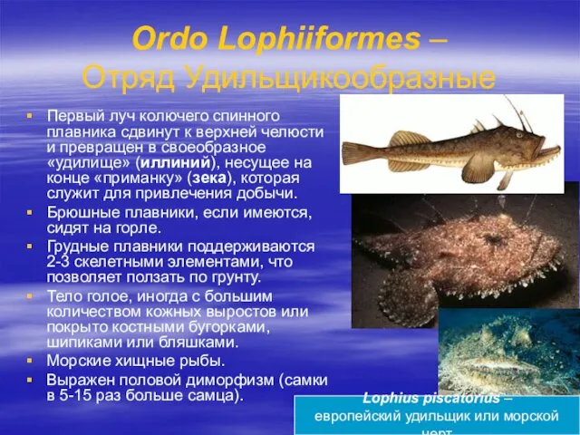 Ordo Lophiiformes – Отряд Удильщикообразные Первый луч колючего спинного плавника