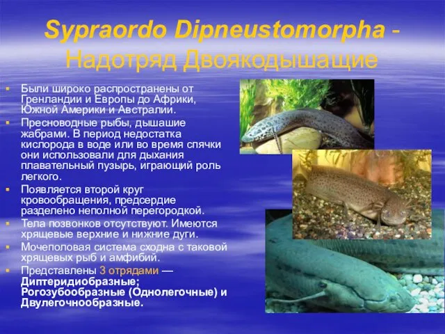 Sypraordo Dipneustomorpha - Надотряд Двоякодышащие Были широко распространены от Гренландии