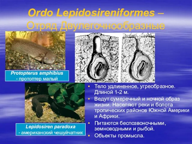 Ordo Lepidosireniformes – Отряд Двулегочнообразные Тело удлиненное, угреобразное. Длиной 1-2