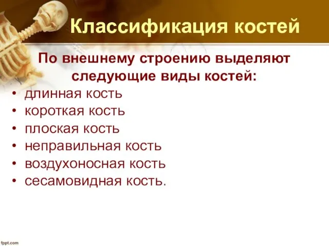 Классификация костей По внешнему строению выделяют следующие виды костей: длинная