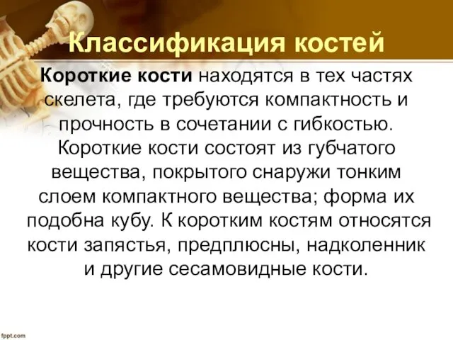 Классификация костей Короткие кости находятся в тех частях скелета, где