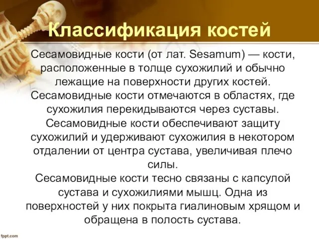 Классификация костей Сесамовидные кости (от лат. Sesamum) — кости, расположенные