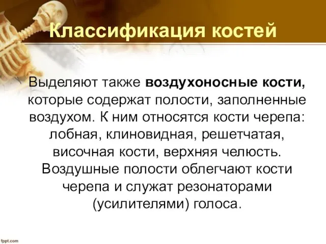 Классификация костей Выделяют также воздухоносные кости, которые содержат полости, заполненные воздухом. К ним