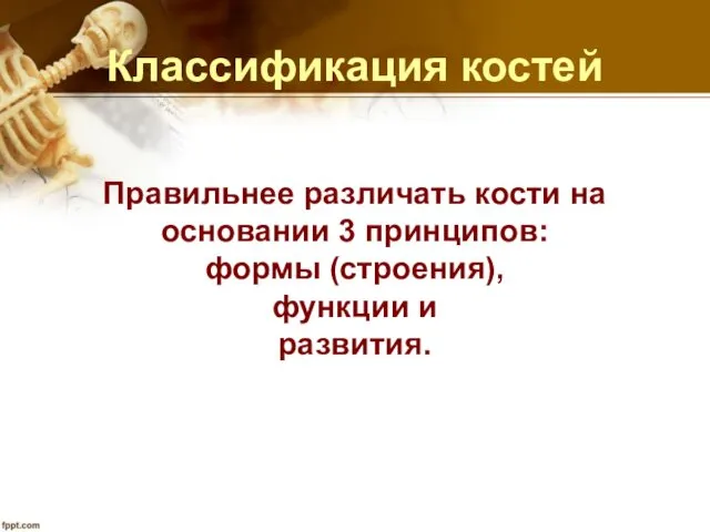 Классификация костей Правильнее различать кости на основании 3 принципов: формы (строения), функции и развития.