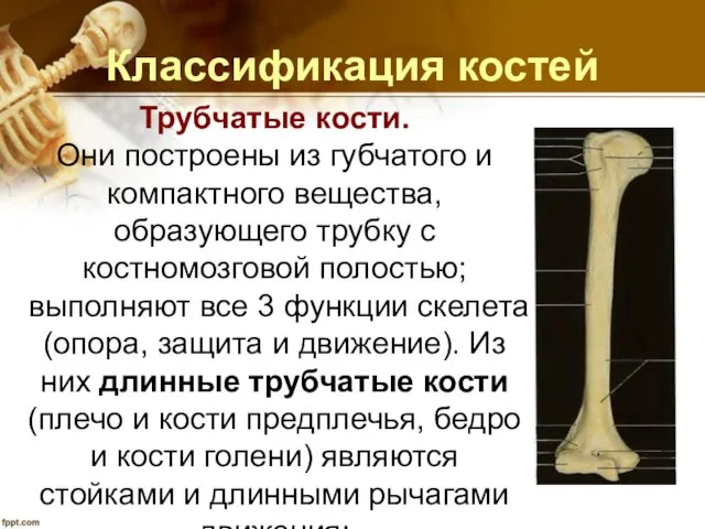 Классификация костей Трубчатые кости. Они построены из губчатого и компактного