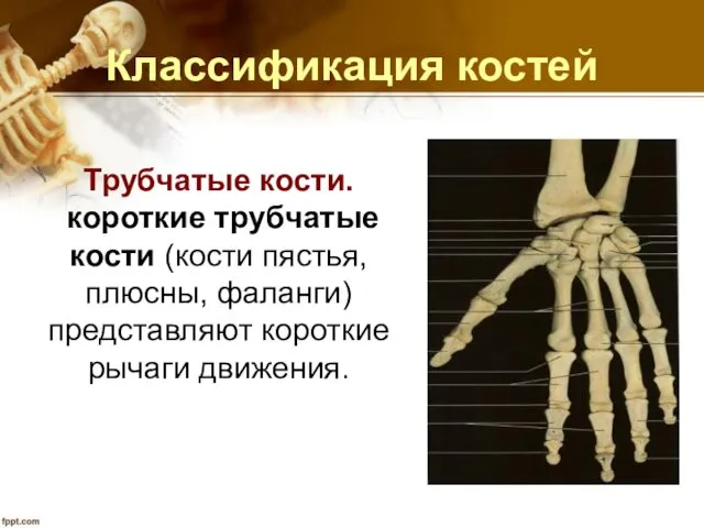 Классификация костей Трубчатые кости. короткие трубчатые кости (кости пястья, плюсны, фаланги) представляют короткие рычаги движения.