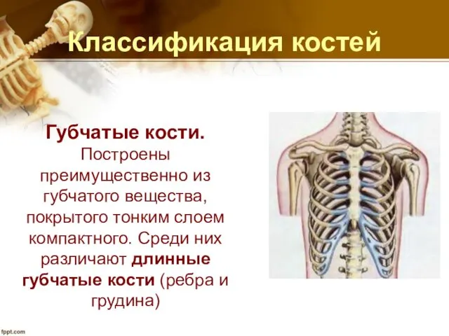 Классификация костей Губчатые кости. Построены преимущественно из губчатого вещества, покрытого