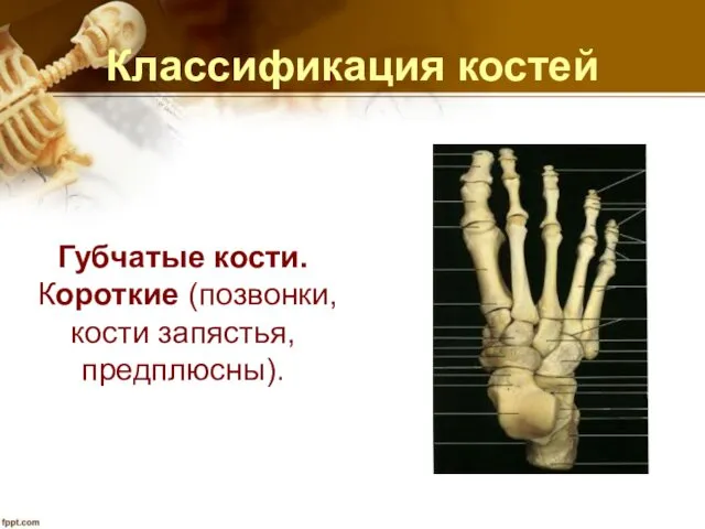 Классификация костей Губчатые кости. Короткие (позвонки, кости запястья, предплюсны).