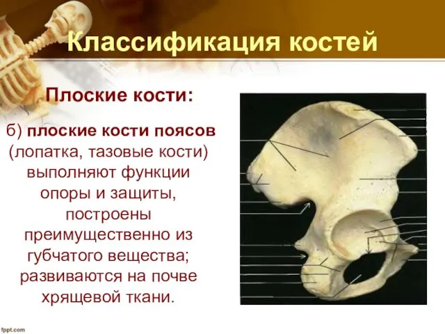 Классификация костей Плоские кости: б) плоские кости поясов (лопатка, тазовые