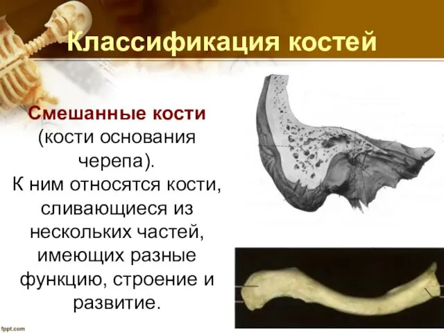 Классификация костей Смешанные кости (кости основания черепа). К ним относятся