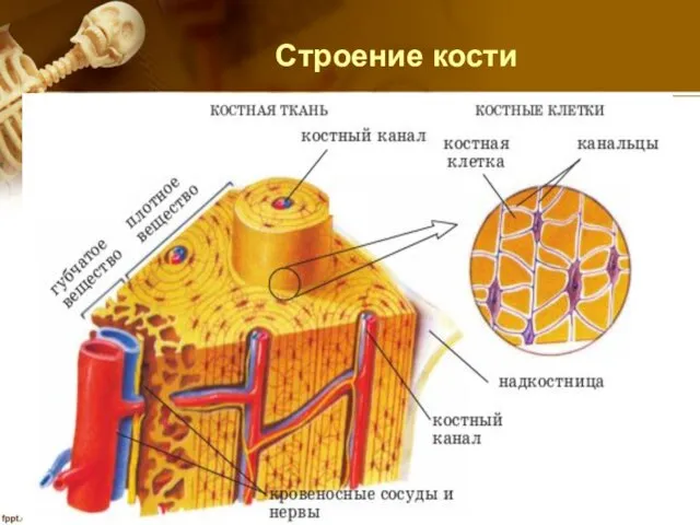 Строение кости