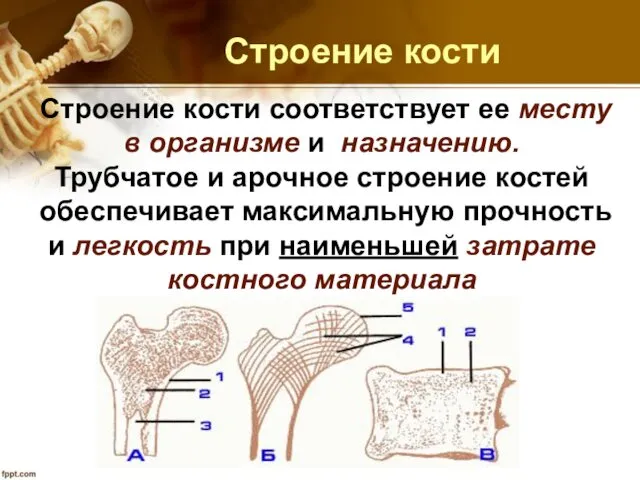 Строение кости Строение кости соответствует ее месту в организме и назначению. Трубчатое и
