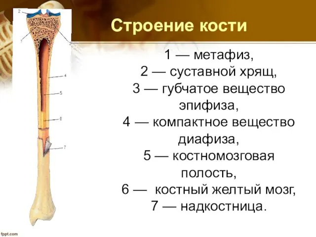 Строение кости 1 — метафиз, 2 — суставной хрящ, 3 — губчатое вещество