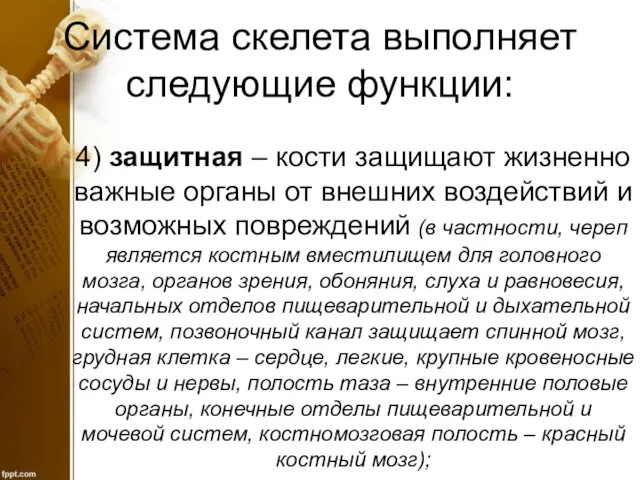 Система скелета выполняет следующие функции: 4) защитная – кости защищают