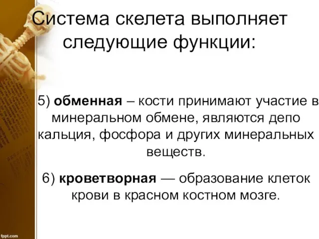 Система скелета выполняет следующие функции: 5) обменная – кости принимают участие в минеральном