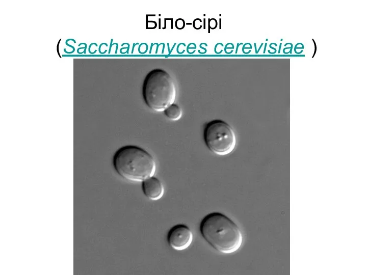Біло-сірі (Saccharomyces cerevisiae )