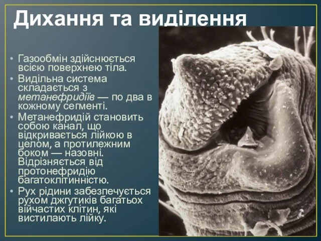 Дихання та виділення Газообмін здійснюється всією поверхнею тіла. Видільна система