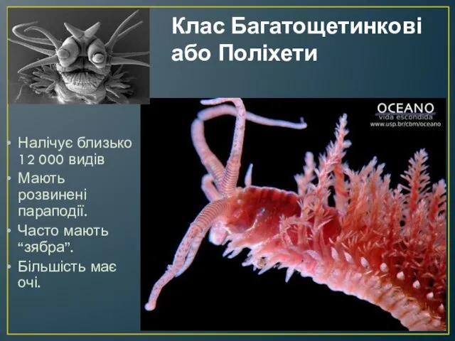 Клас Багатощетинкові або Поліхети Налічує близько 12 000 видів Мають