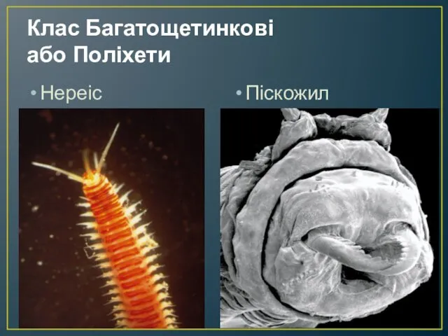 Клас Багатощетинкові або Поліхети Нереіс Піскожил