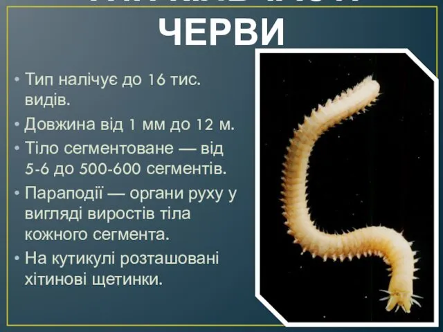 ТИП КІЛЬЧАСТІ ЧЕРВИ Тип налічує до 16 тис. видів. Довжина