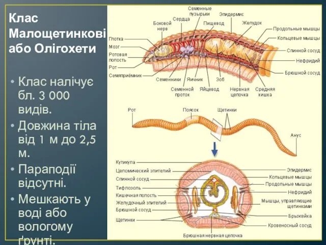 Клас Малощетинкові або Олігохети Клас налічує бл. 3 000 видів.