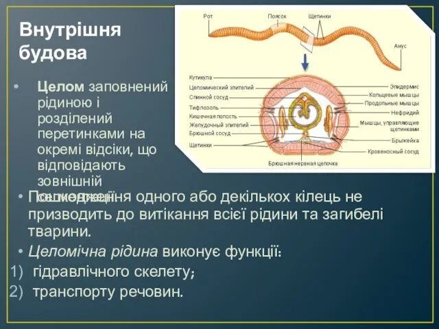 Внутрішня будова Целом заповнений рідиною і розділений перетинками на окремі