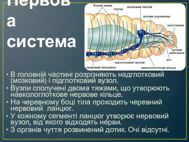 Нервова система В головній частині розрізняють надглотковий (мозковий) і підглотковий