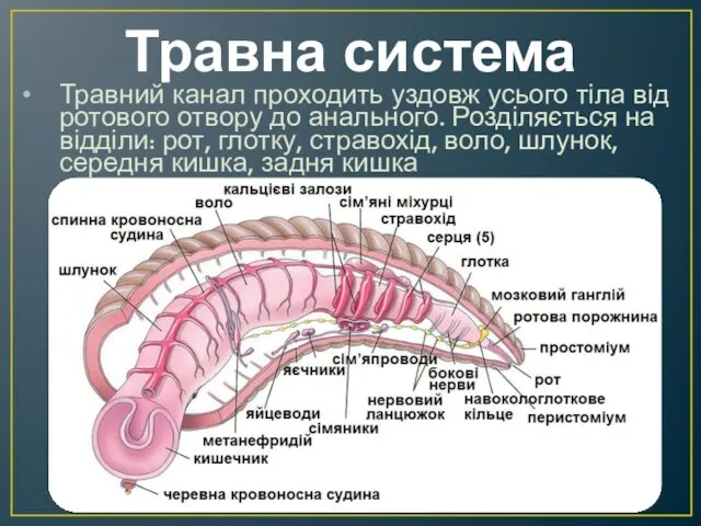 Травна система Травний канал проходить уздовж усього тіла від ротового